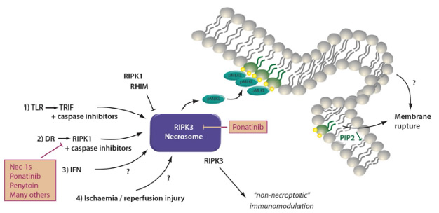 RVA-induced necrosome formation consisting of RIPK1, RIPK3, and MLKL